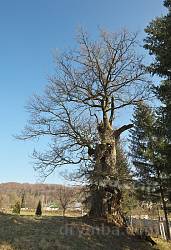Самое старое дерево Львовской области