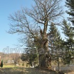 Тысячелетний дуб в селе Верин