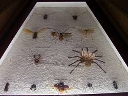 Коллекция пауков и насекомых