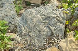 Загадкові коріння на камені