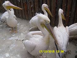 Пелікани
