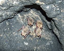Летучие мыши - аборигены пещеры