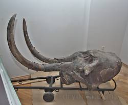 Львовский природоведческий музей. Голова мамонта