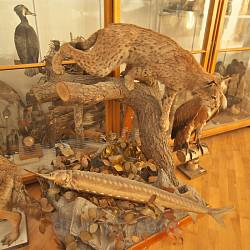 Львовский природоведческий музей. Рысь