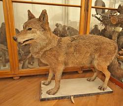 Львовский природоведческий музей. Волк
