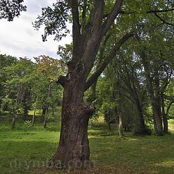 Вікові дуби у нижній частині парку (400 років) (парк Шенборнів, с.Карпати, Закарпатська обл.)