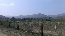Виноградники у селі Сонячна Долина