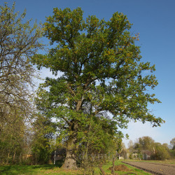 Брахівка. 500-літній дуб біля сільської садиби