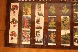 Информационный стенд о сортах плодовых деревьев и кустов