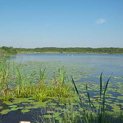 Береги озера Луки вкриті водяною рослинністю